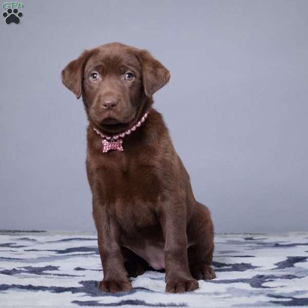 Lynette, Chocolate Labrador Retriever Puppy